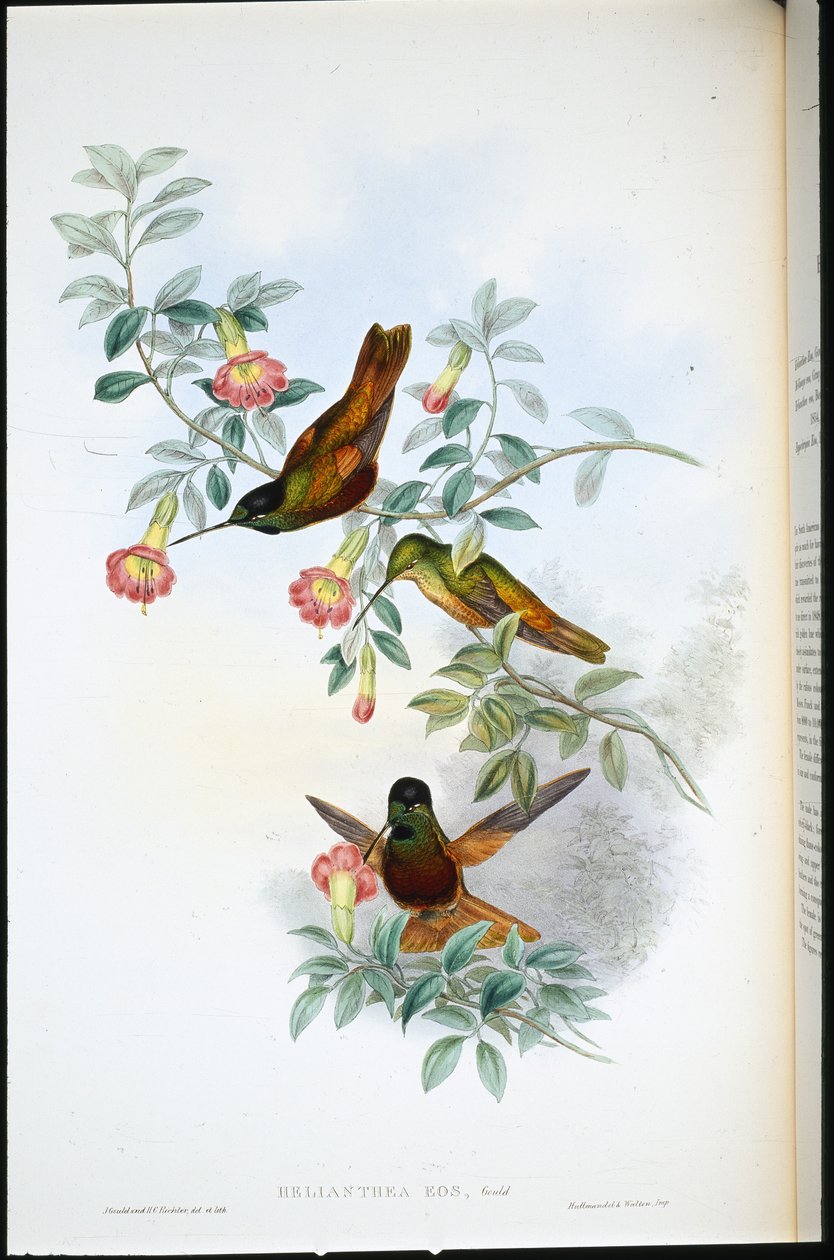 Estrela dourada (Helianthea Eos) (litho colorido à mão) de John (after) Gould