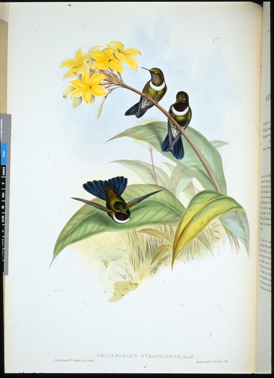 Gorgeted Sun Angel (Heliangelus Strophianus) (cor da mão) de John (after) Gould