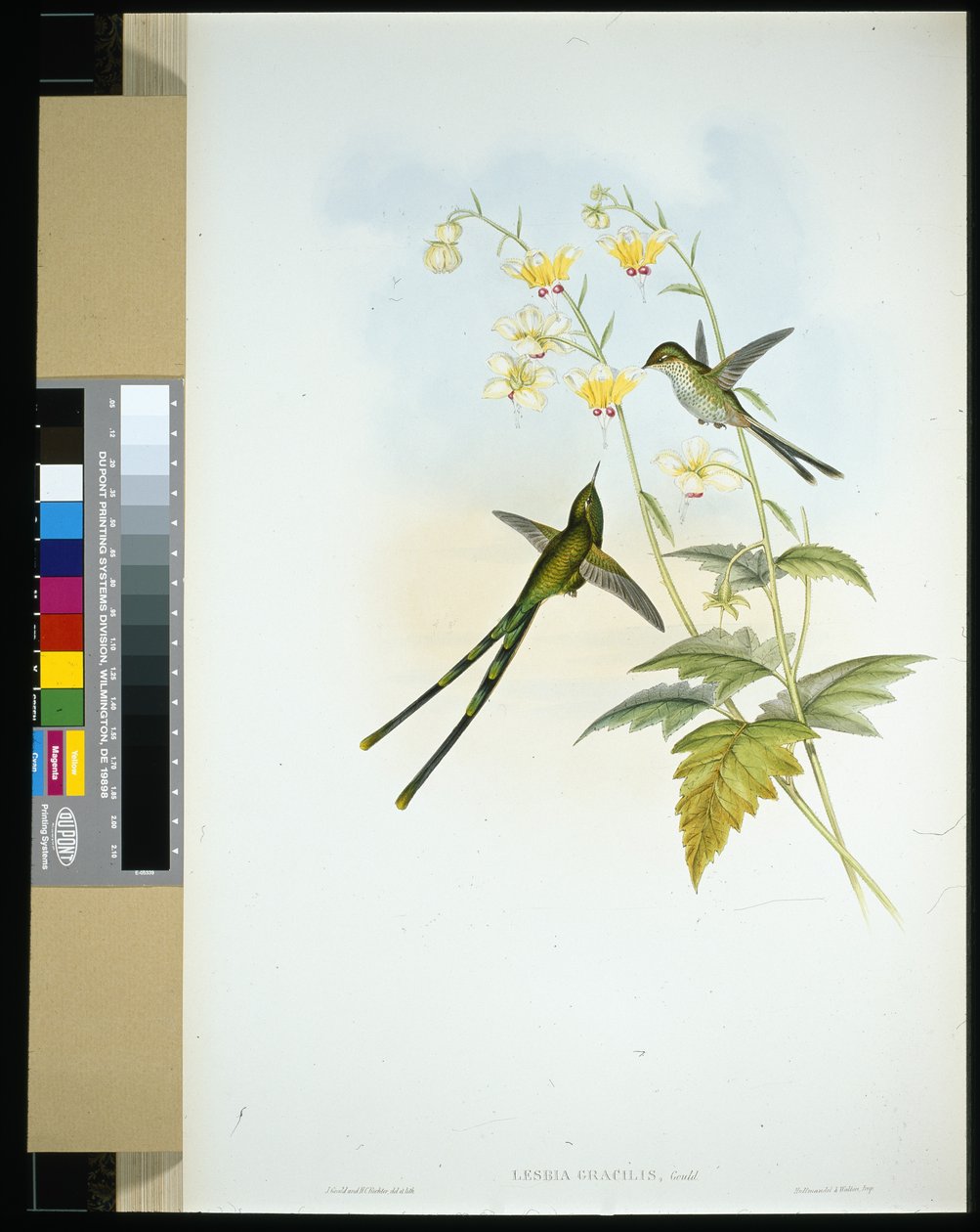 Graceful Train-bearer (lesbia gracilis) (litho colorido à mão) de John (after) Gould