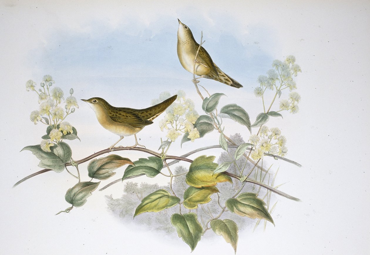 Gafanhoto Warbler (Locustella Auicula) (litho colorido à mão) de John (after) Gould