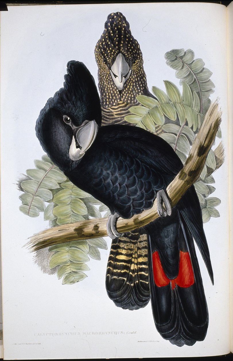 Great Billed Black Cockatoo (Calyptorhynchus Macrorhynchus) (Litho de cor de mão) de John (after) Gould