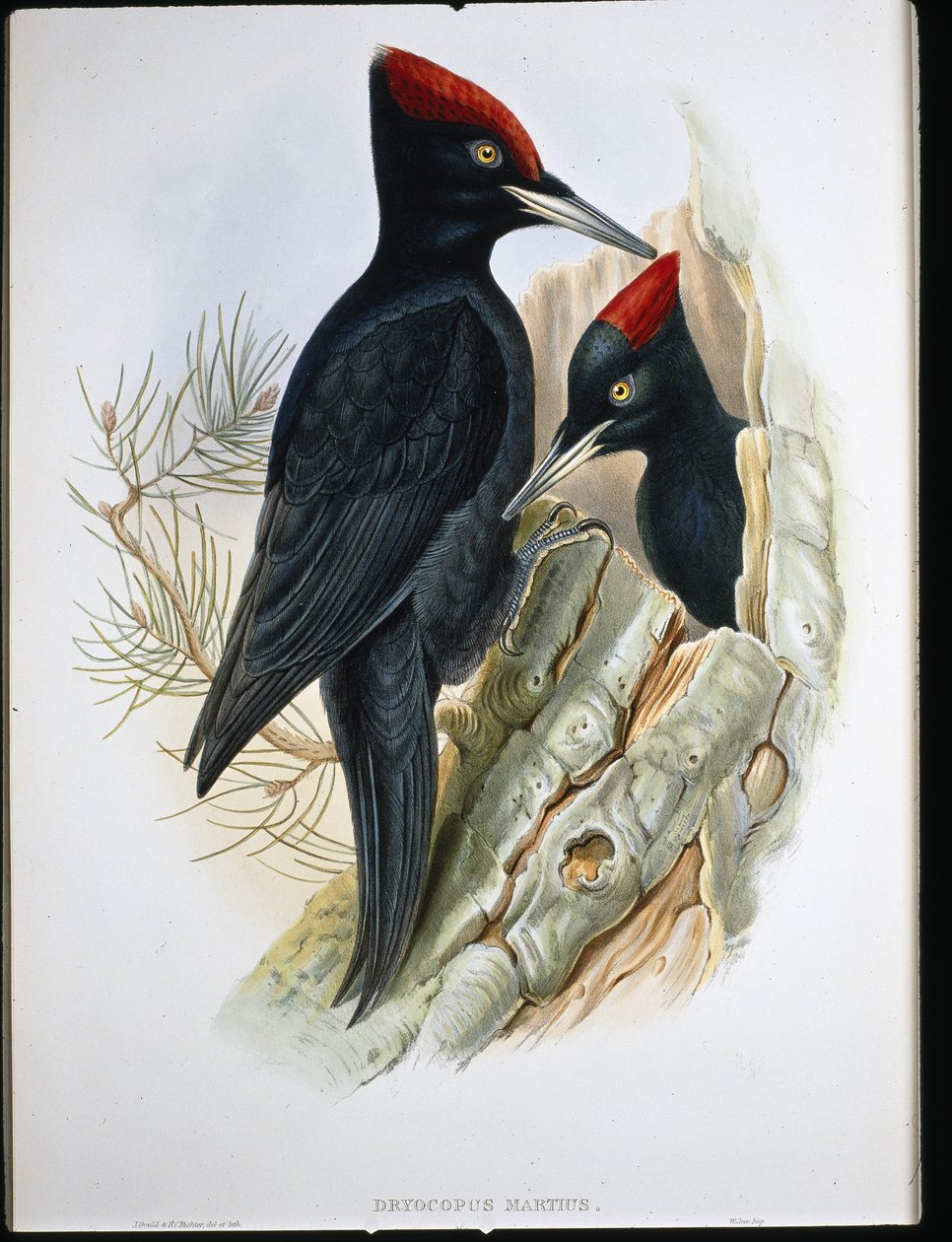 Great Black Woodpecker (Dryocopus Martius) (litho cor de mão) de John (after) Gould