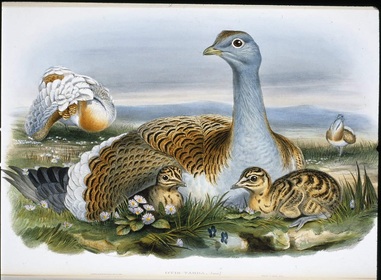 Great Bustard (Otis Tarda) (cor de mão litográfica) de John (after) Gould