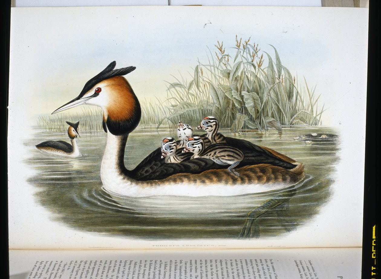 Great Crested Grebe (Podiceps Cristatus) (litho de cor de mão) de John (after) Gould
