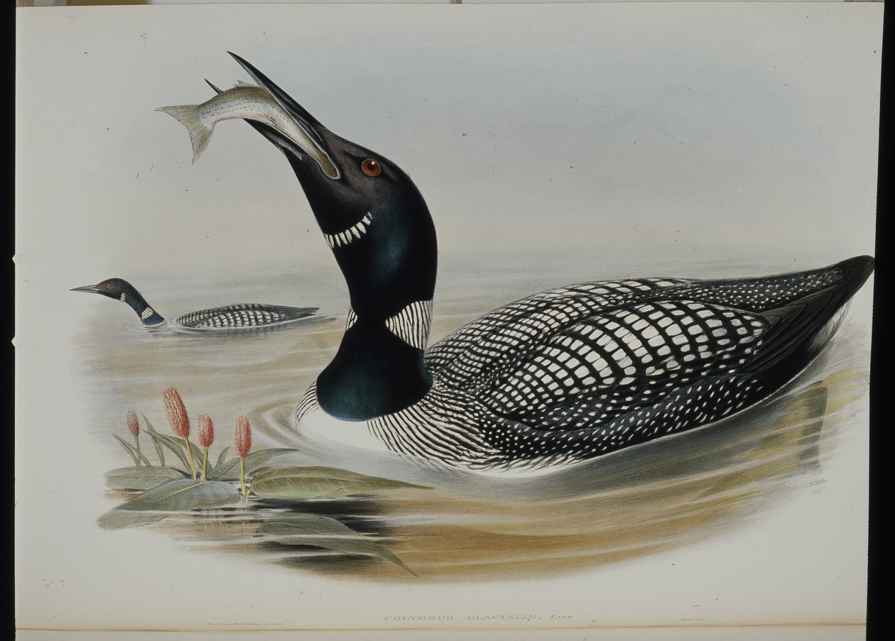 Grande Mergulhador do Norte (Colymbus Glacialis) (litho colorido à mão) de John (after) Gould
