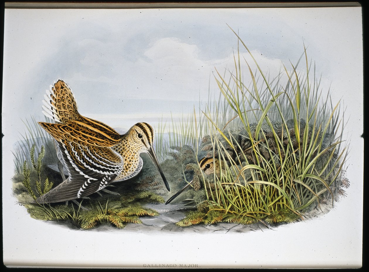 Great Snipe (Gallinaco Major) (litho cor de mão) de John (after) Gould