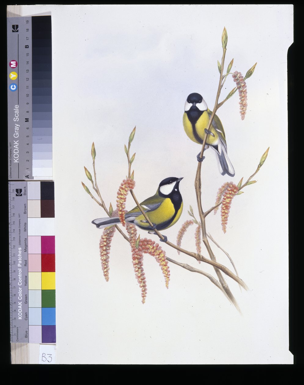Grande Mama (Parus Major) (Litho colorido à mão) de John (after) Gould