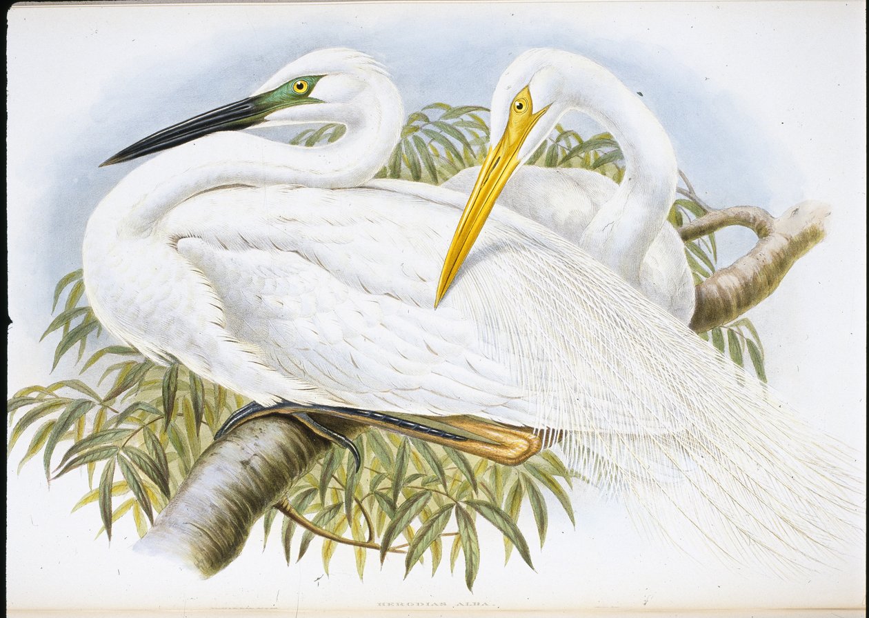 Grande Garça Branca (Herodias Alba) (Litho colorido à mão) de John (after) Gould