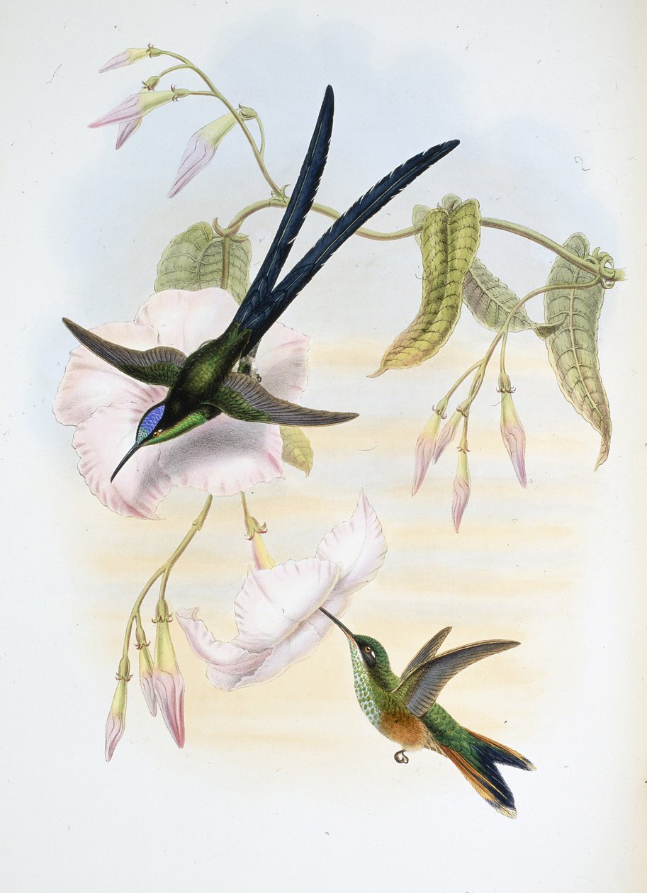 Beija-flor de cauda de bico (Hylonymphia Macrocerca) (litho de cor de mão) de John (after) Gould