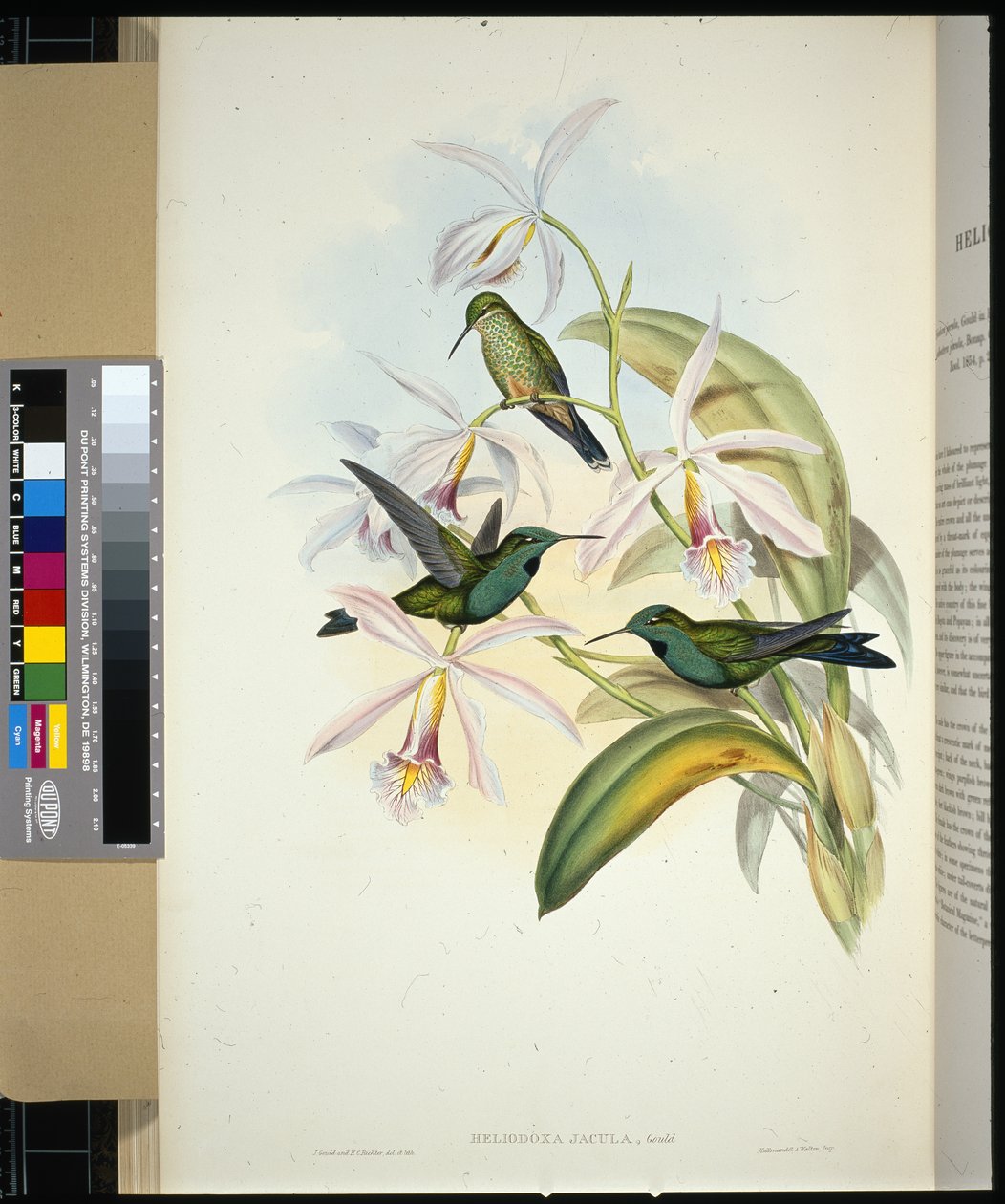 Brilhante de coloração verde (heliodoxa jacula) (litho cor de mão) de John (after) Gould