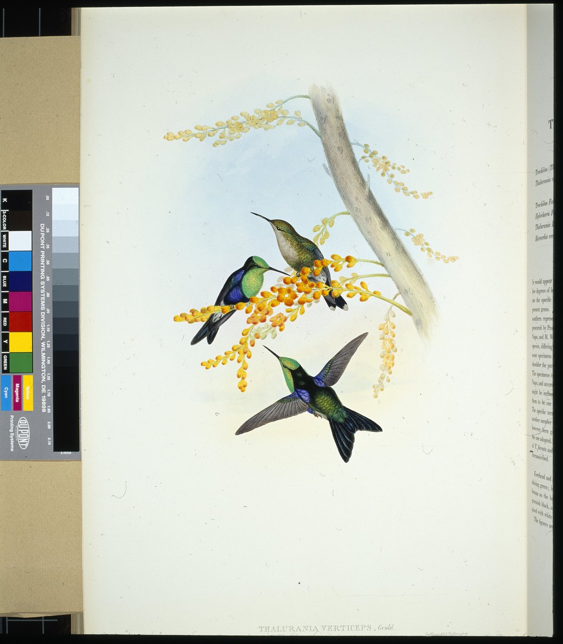 Panoplites de coloração verde (thalurania verticeps) (litho cor de mão) de John (after) Gould