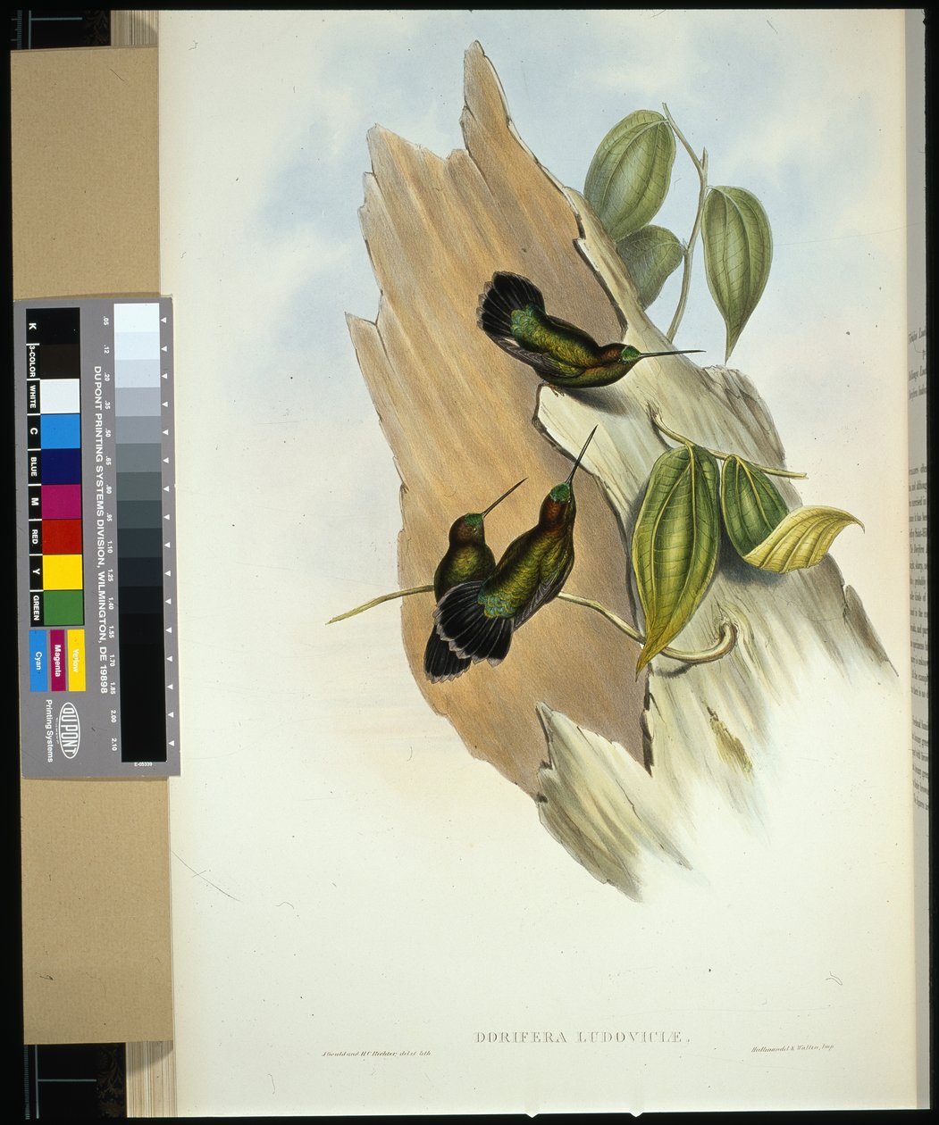 Lance-bill (dorifera ludoviciae) (litho colorido à mão) de John (after) Gould