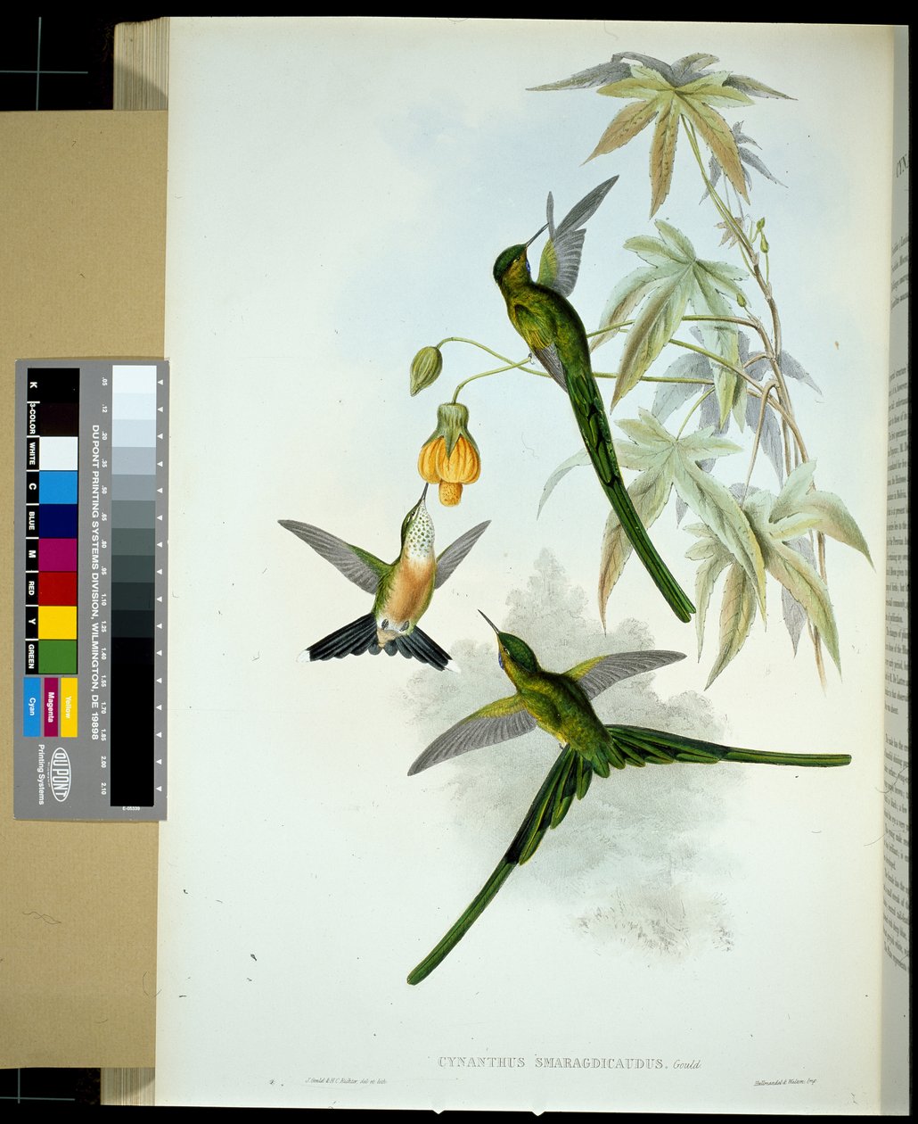 Sylph de cauda verde (cynanthus smaragdicaudus) (litho colorido à mão) de John (after) Gould