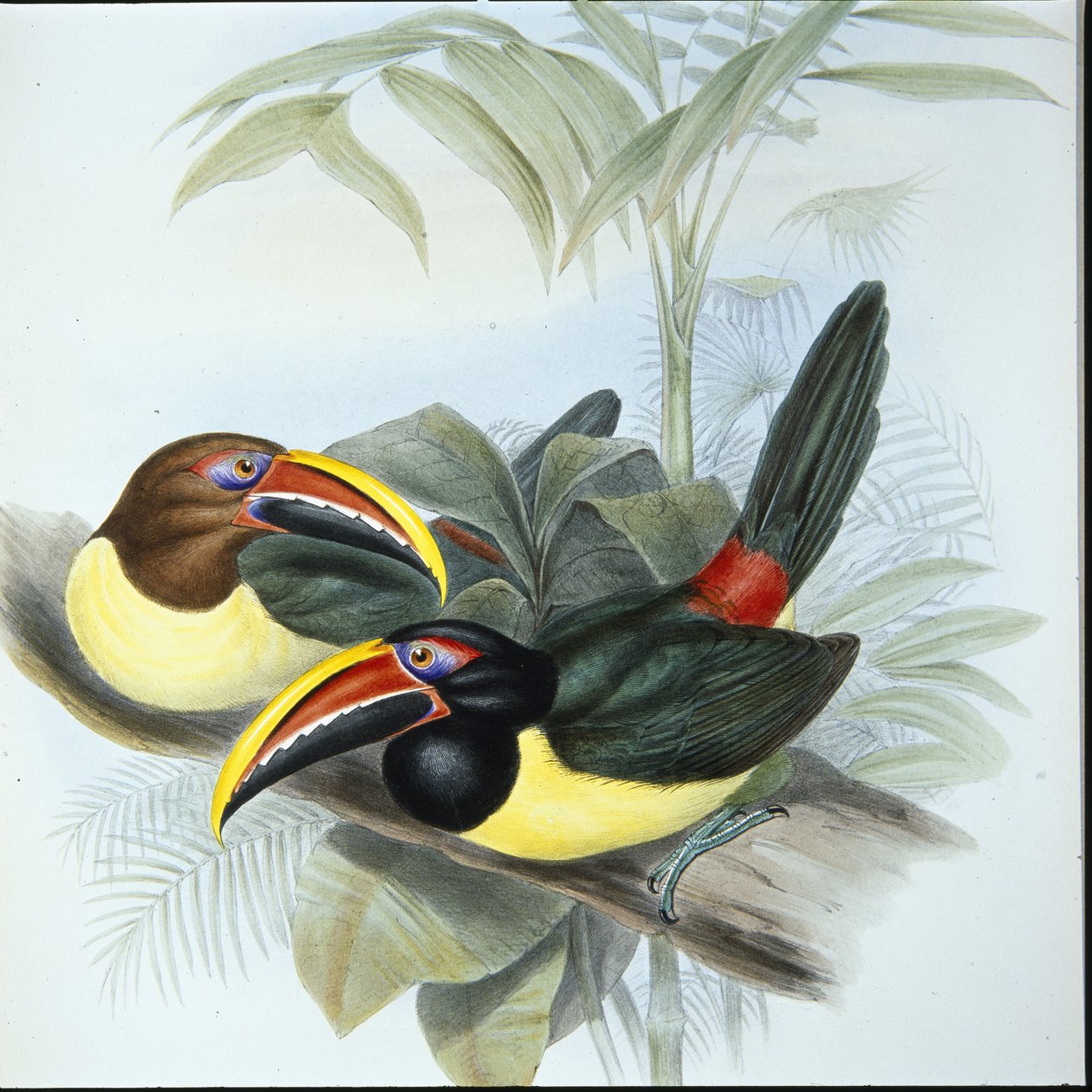 Aracari verde (Pteroglossus Viridis) (litho de cor de mão) de John (after) Gould