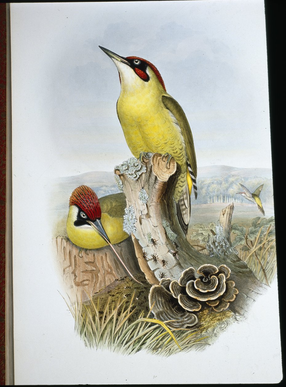 Pica-pau verde (Gecinus Viridis) (litho colorido à mão) de John (after) Gould