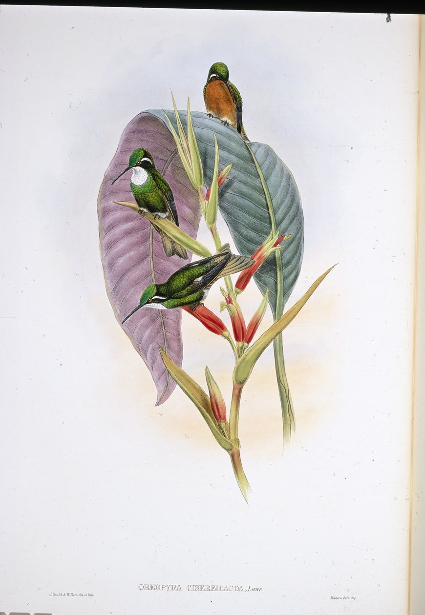 Beija-flor cinzento (Oreopyra Cinereicauda) (litho colorido à mão) de John (after) Gould