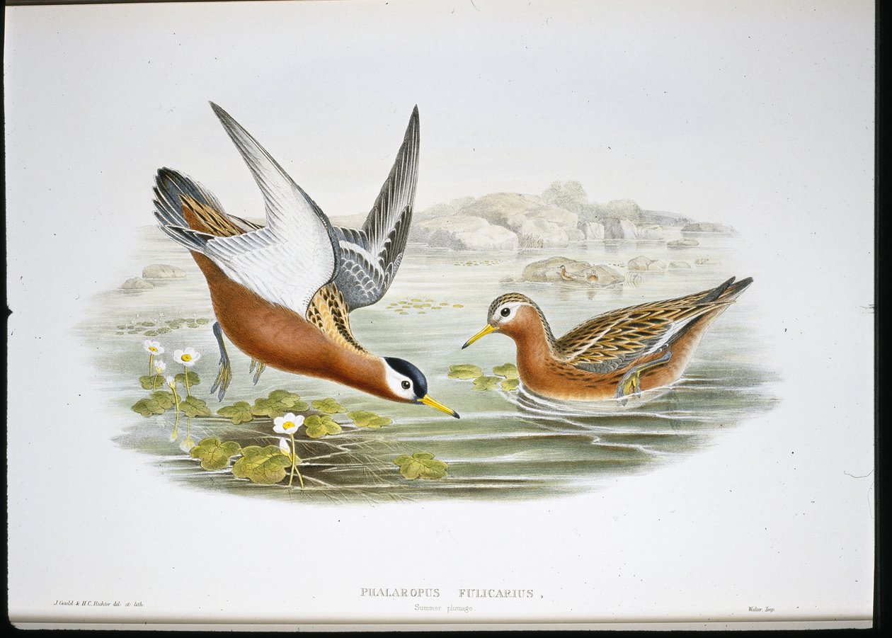 Falarope Cinzento (Phalaropus Fulicarius) (cor da mão) de John (after) Gould