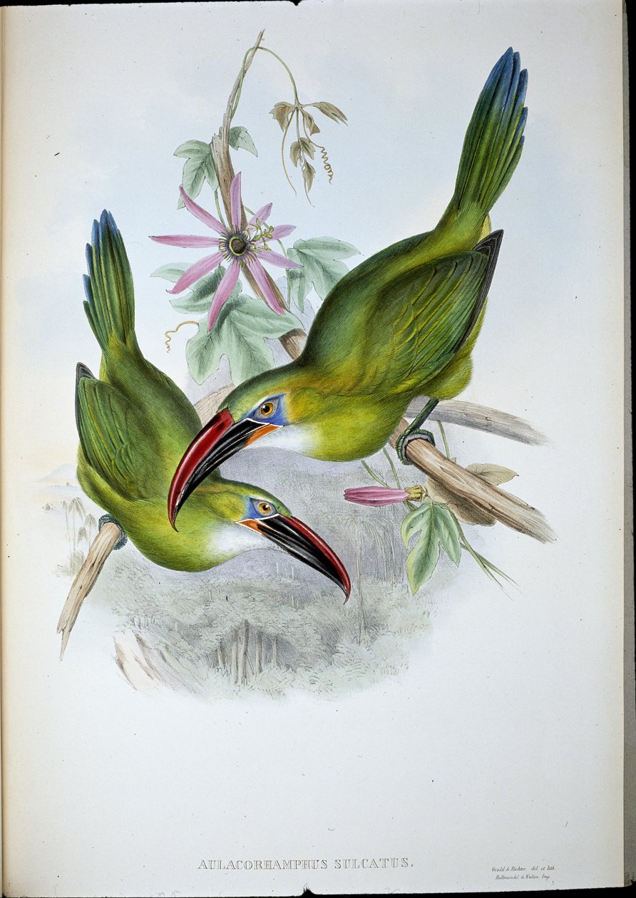 Groove-Bill Toucan (Aulacorhamphus Sulcatus) (litho colorido à mão) de John (after) Gould