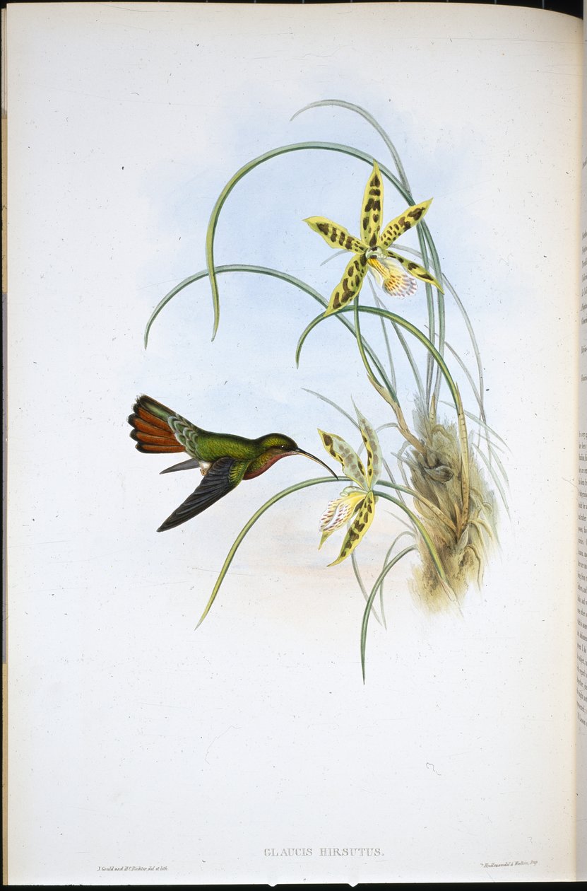 Eremita Cabeluda (Glaucis Hirsutus) (Litho colorido à mão) de John (after) Gould