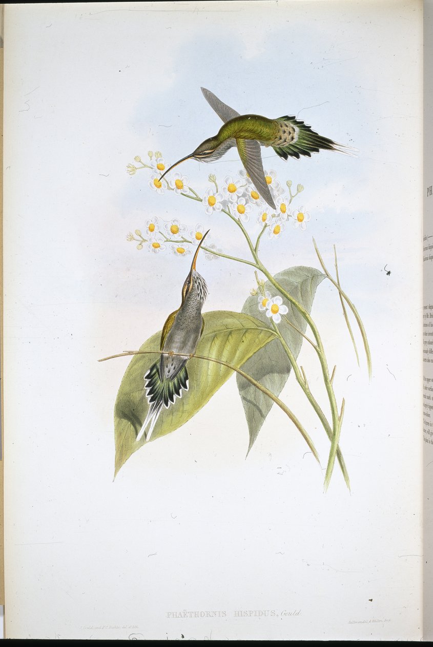 Eremita Peluda (Phaethornis Hispidus) (litho da cor da mão) de John (after) Gould