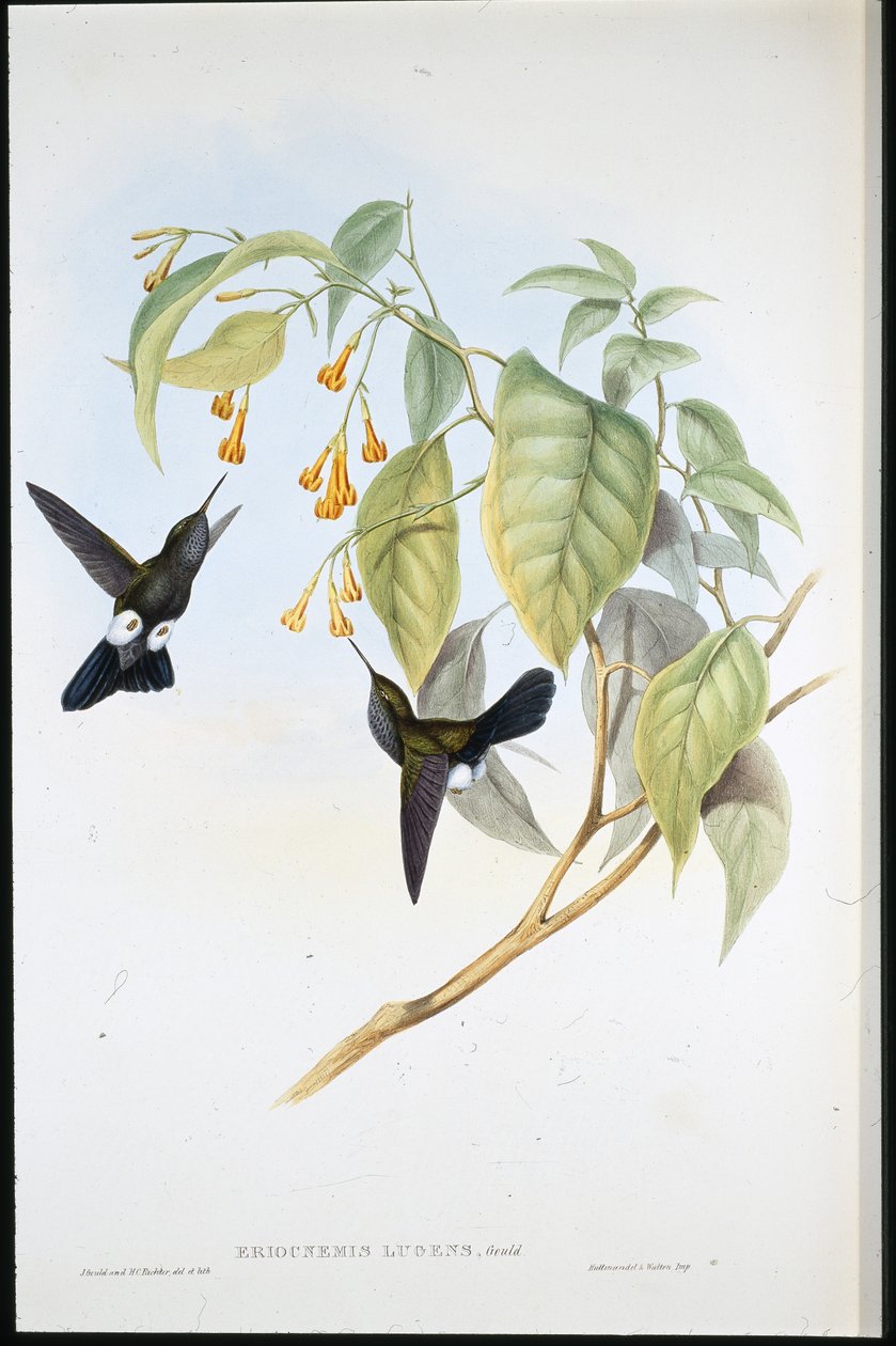 Hoary Puff-leg (Eriocnemis Lugens) (litho colorido à mão) de John (after) Gould