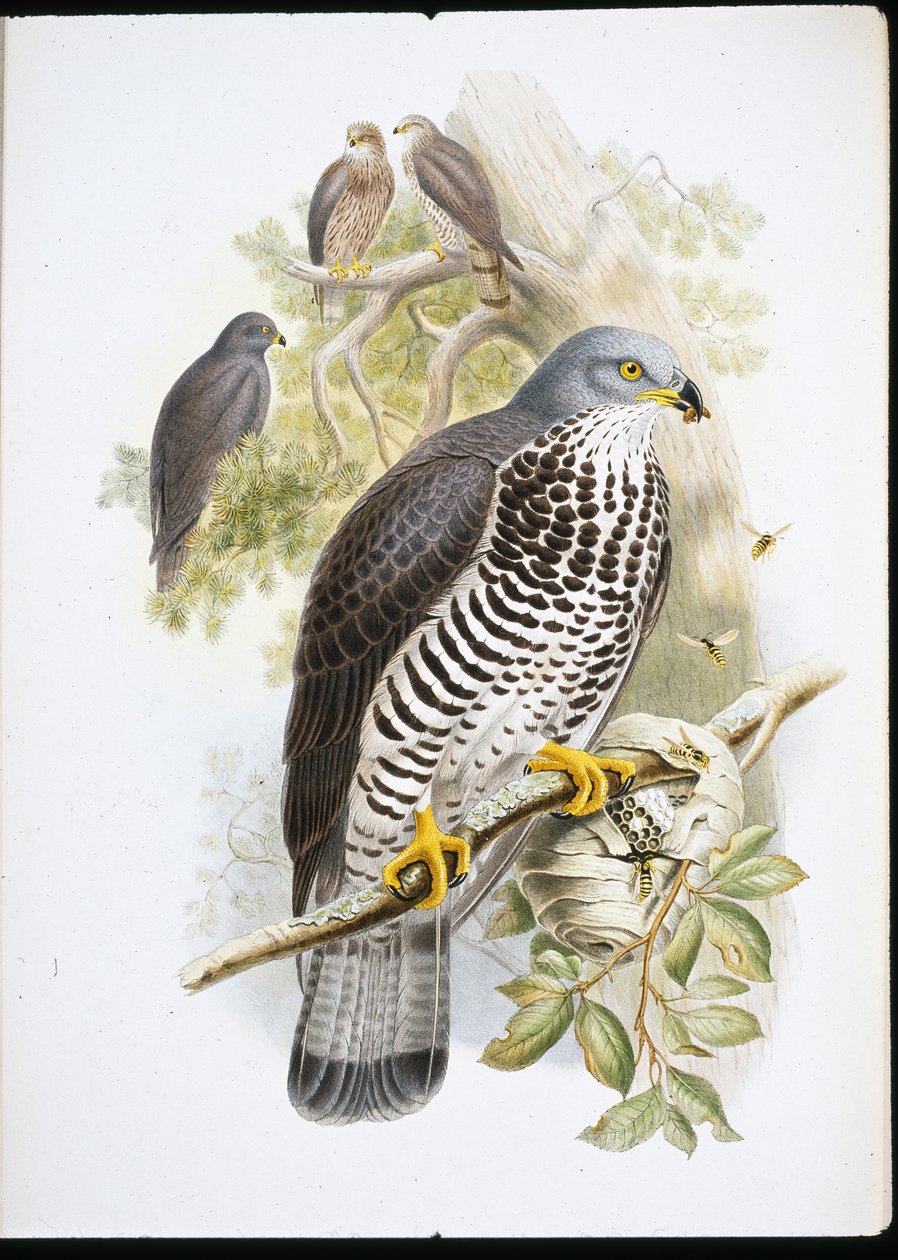 Honey Buzzard (Pernis Apiuorus) (Litho colorido à mão) de John (after) Gould