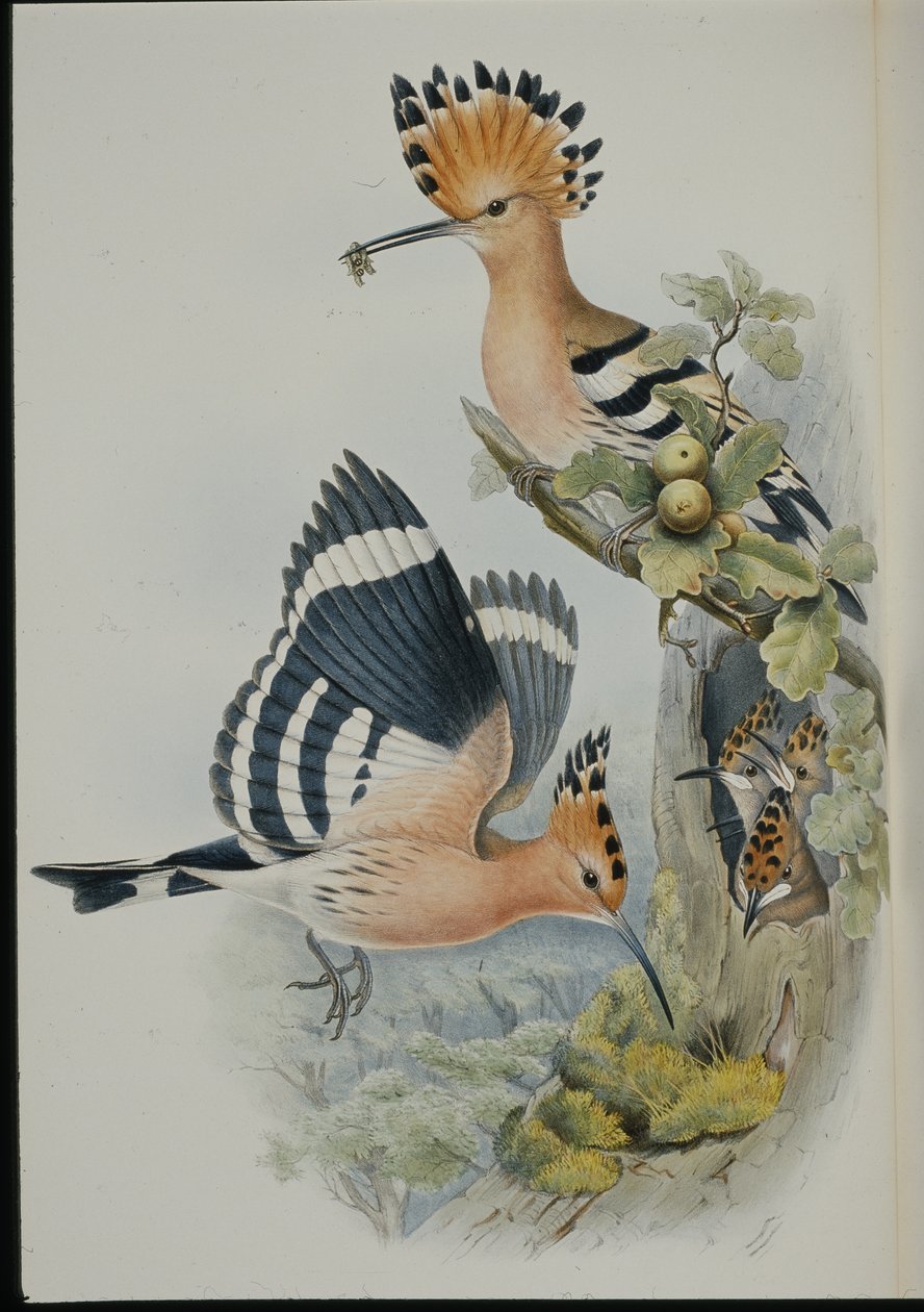 Hoopoe (Upupa Epops) (litho colorido à mão) de John (after) Gould