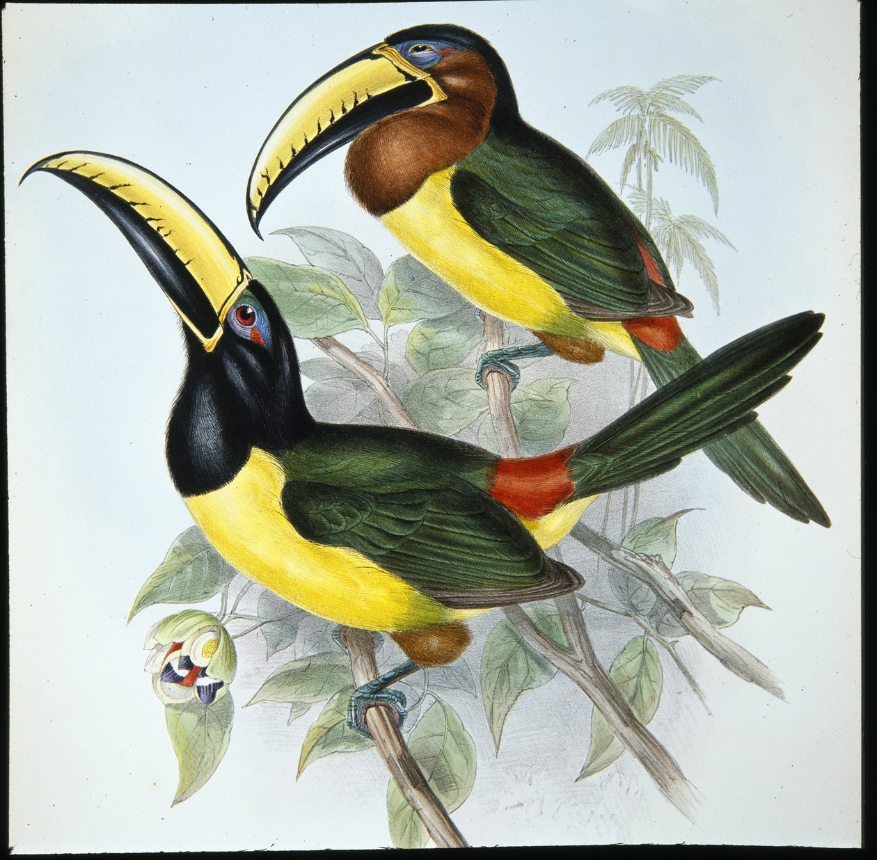 Aracari de Humboldt (Pteroglossus Humboldti) (litografia colorida à mão) de John (after) Gould