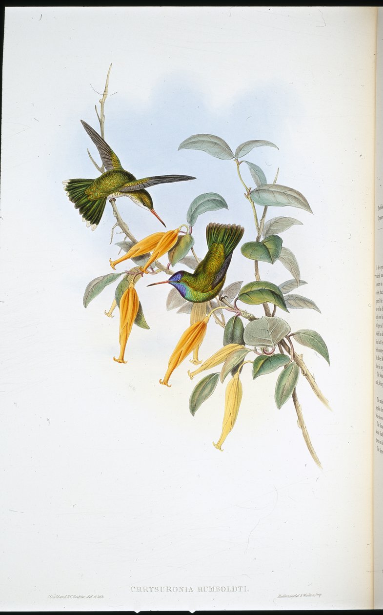 Beija-flor de Humboldt (Chrysuronia Humboldti) (cor da mão) de John (after) Gould