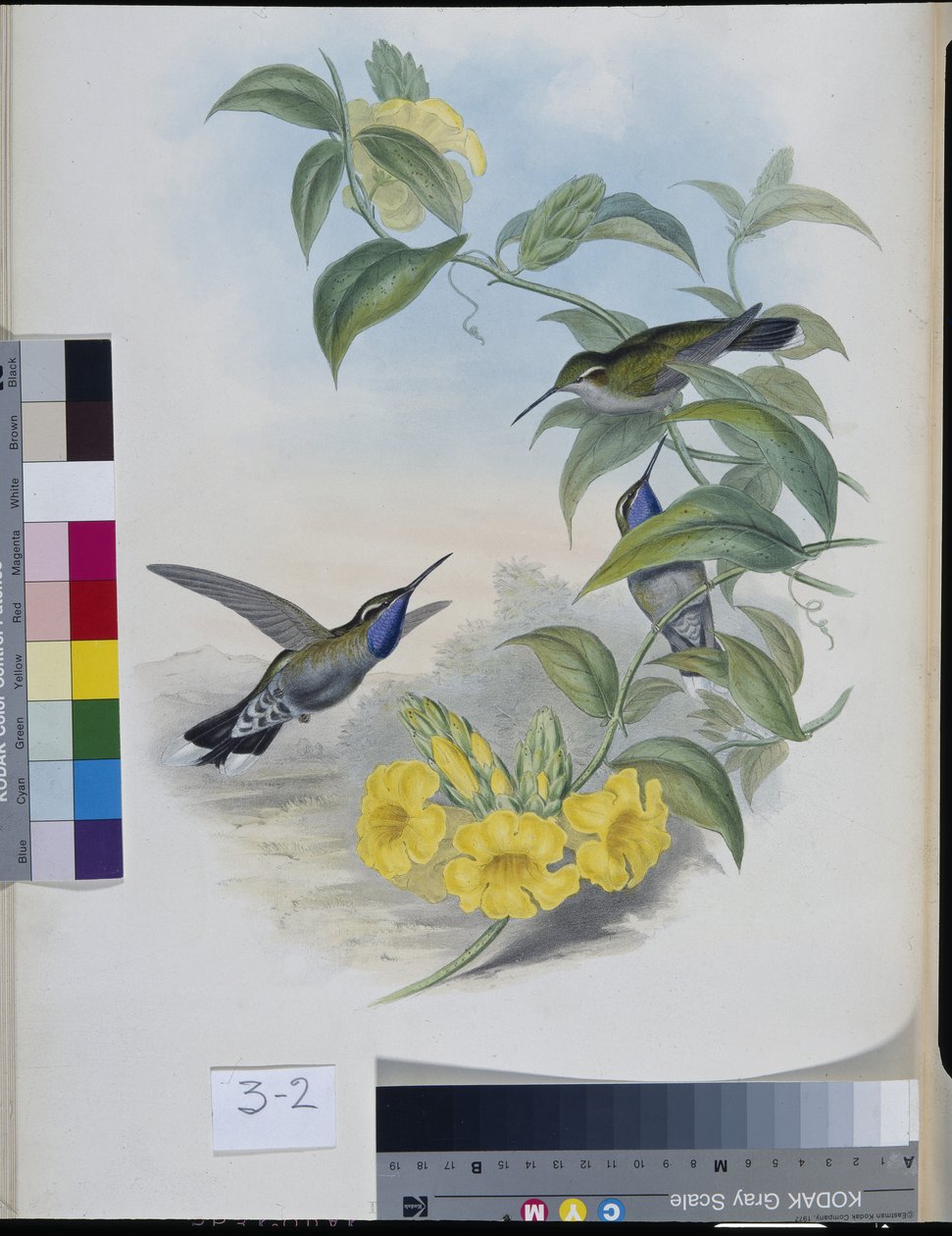 Beija-flores (Delattria Clemenciae) (litho colorido à mão) de John (after) Gould