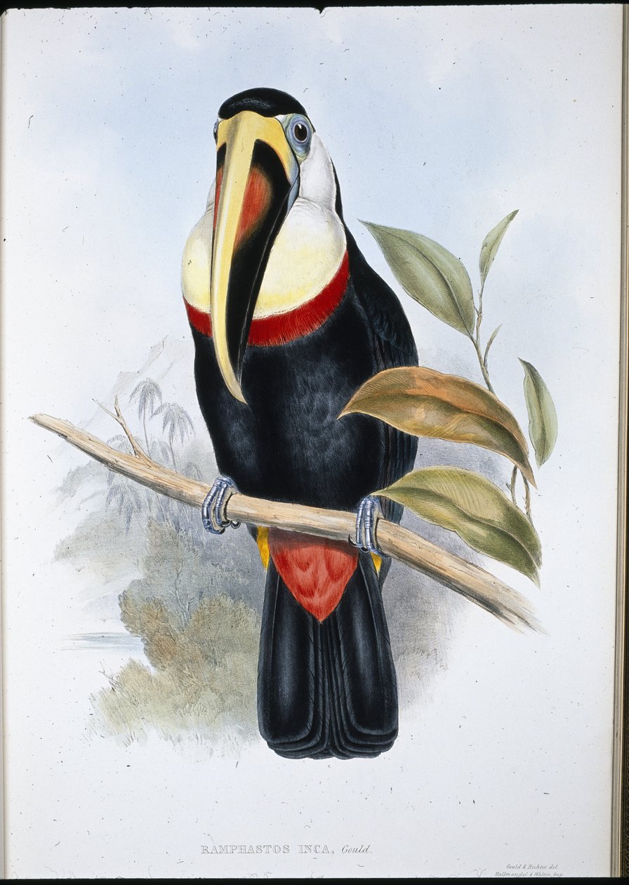 Tucano Inca (Ramphastos inica) (cor da mão em litro) de John (after) Gould