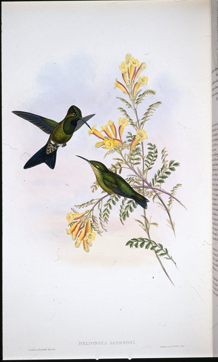 Brilhante de Jameson (Heliodoxa Jamesoni) (litografia colorida à mão) de John (after) Gould