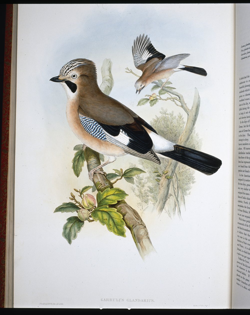 Jay (Garrulus Glandarius) (litho colorido à mão) de John (after) Gould