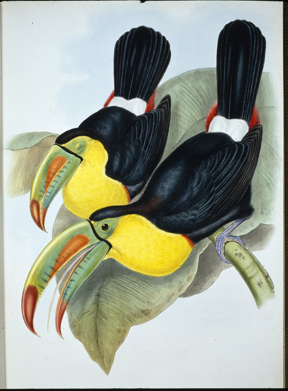 Tucano de bico de chave (Ramphastos Carinatus) (cor da mão) de John (after) Gould
