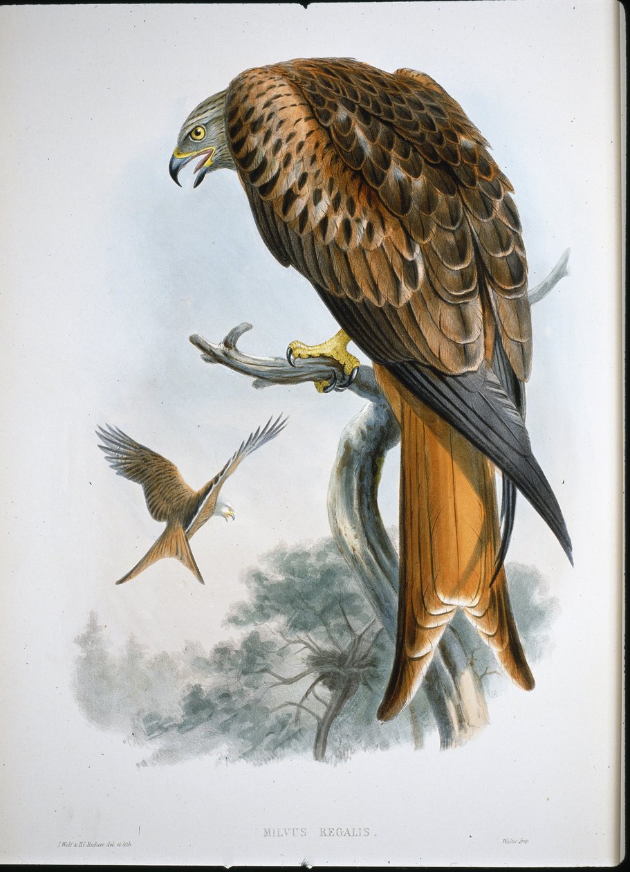 Kite of Glead (Milvus Regalis) (gravura colorida) de John (after) Gould