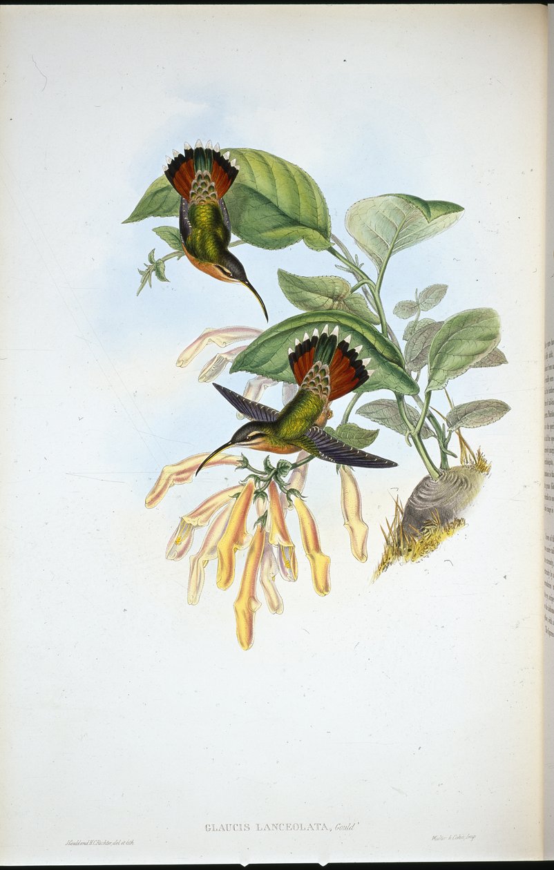 Eremita Lancelolate (Glaucis Lanceolata) (litografia colorida à mão) de John (after) Gould