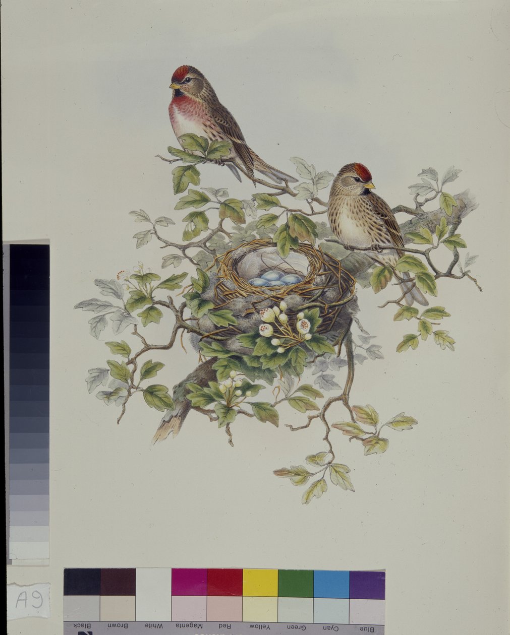 Lesser Redpole (Aegiothus Rufescens) (litho colorido à mão) de John (after) Gould