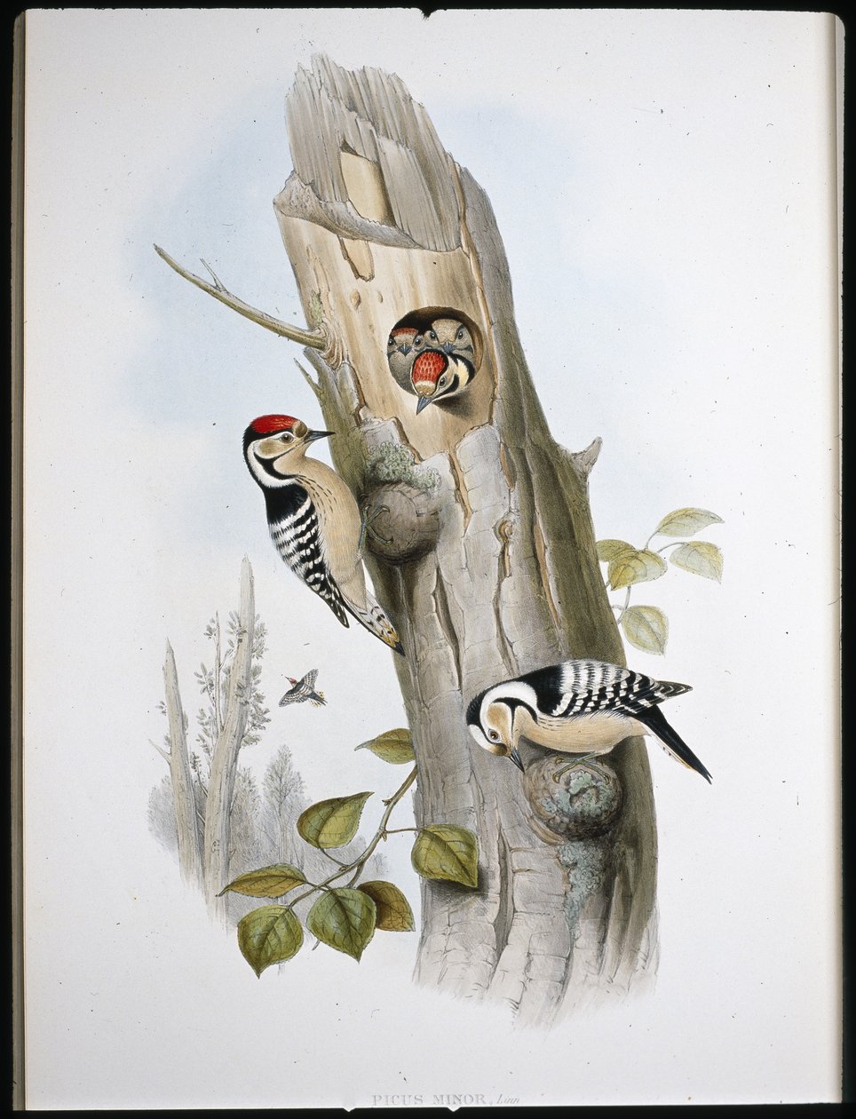 Pica-pau-pequeno (Picus Minor) (litho colorido à mão) de John (after) Gould