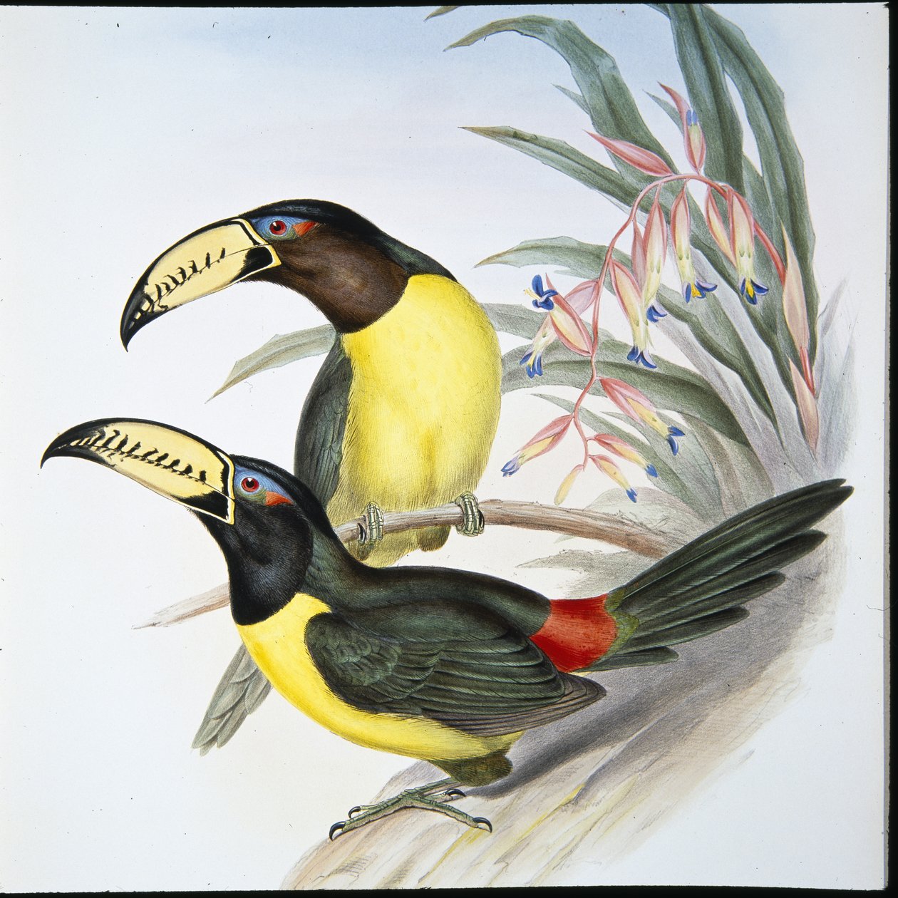 Aracari Tucano (Pteroglossus Inscriptus) (cor da mão) de John (after) Gould