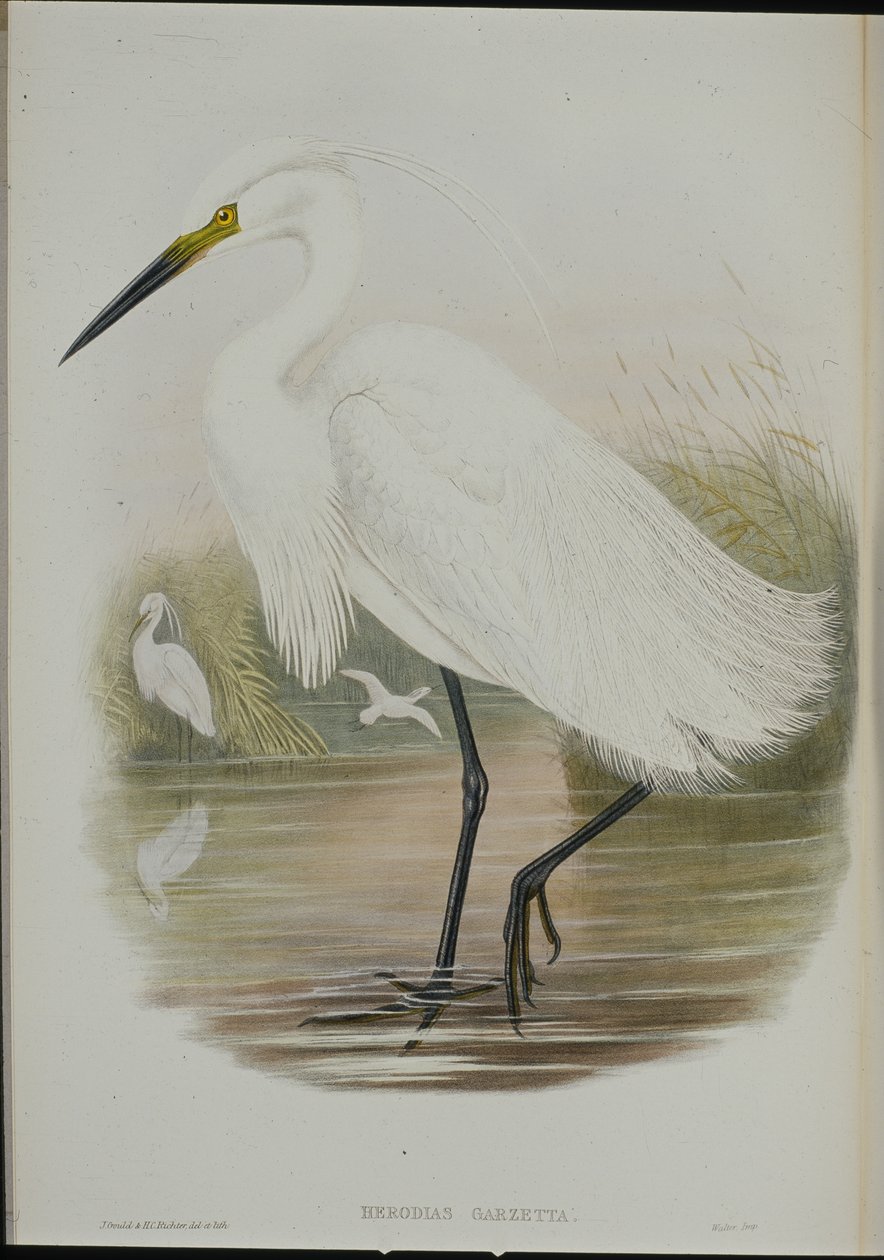 Egretta Garzetta (Egretta Garzetta) (litho colorido à mão) de John (after) Gould