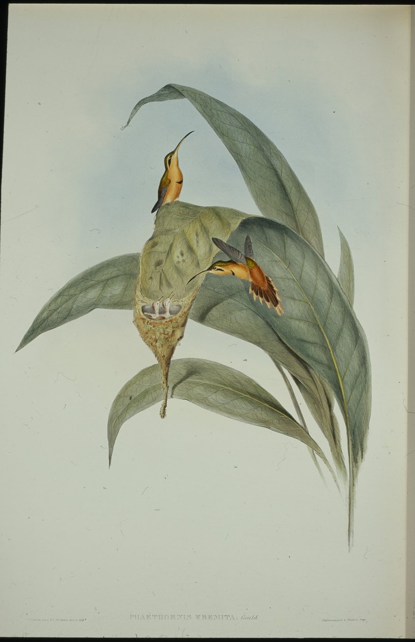 Pequeno Eremita (Phaethornis eremita) (litho colorido à mão) de John (after) Gould
