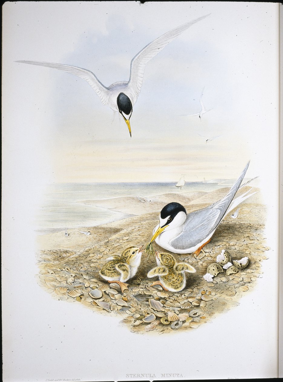 Garajauana (Sternula Minuta) (litho colorido à mão) de John (after) Gould