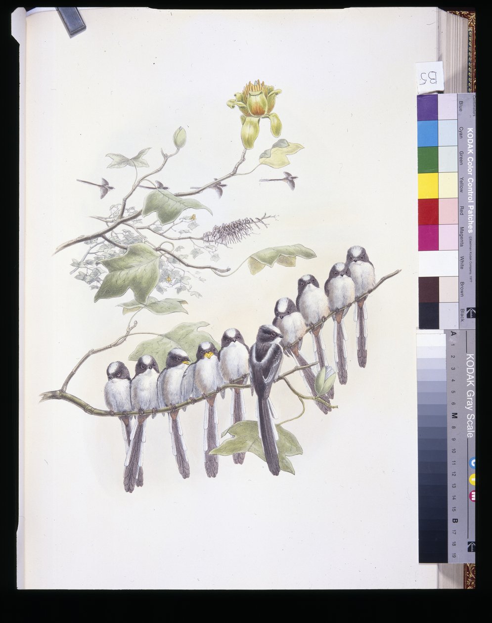 Tetinho de cauda longa (Mecistura Caudata) (litho cor de mão) de John (after) Gould