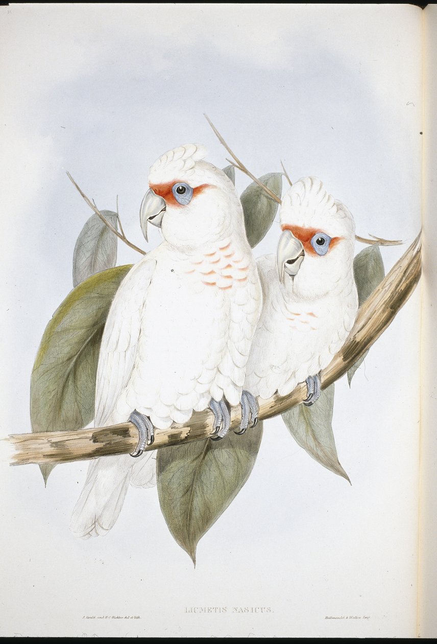 Cockatoo de bico longo (Licmetis Nasicus ) (Litho colorido à mão) de John (after) Gould