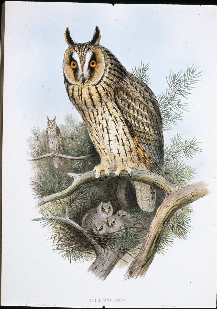Coruja de orelhas longas (Otus Vulgaris) (litho de cor de mão) de John (after) Gould