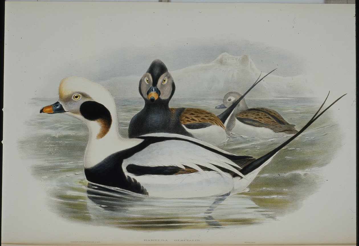 Pato de cauda longa (Harelda Glacialis) (litho colorido à mão) de John (after) Gould