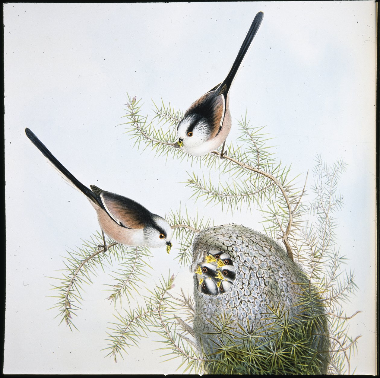 Tetinho Longo de Tailed (Mecistura Caudata) (litho cor de mão) de John (after) Gould