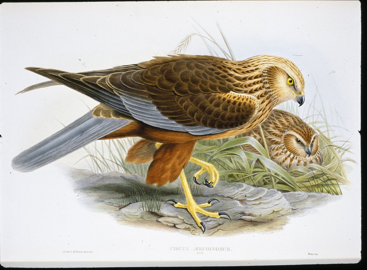 Marsh Harrier (Circus Aeruginosus) (gravura colorida) de John (after) Gould