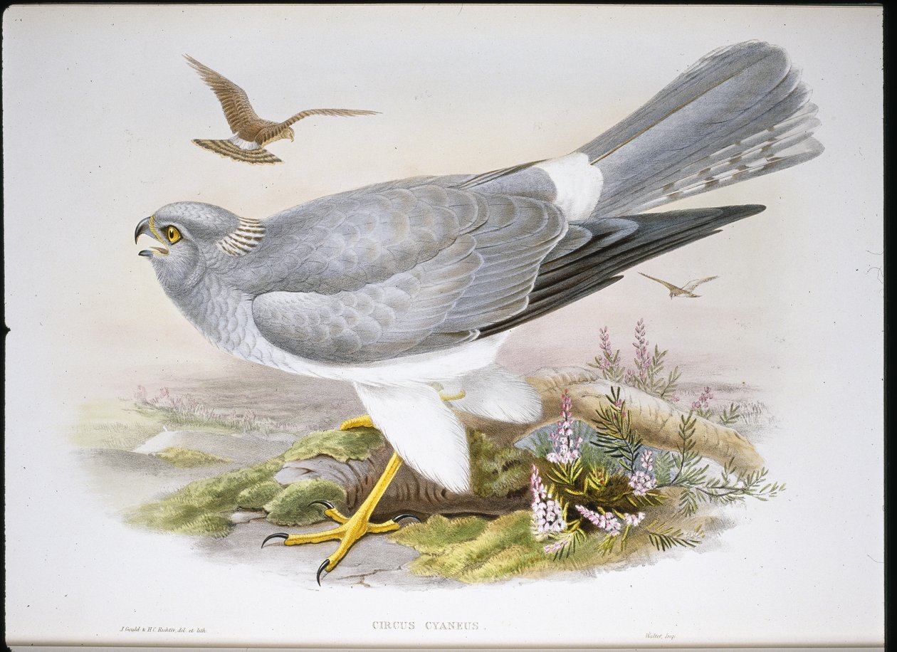 Marsh Harrier (Circus Aeruginosus) (litho colorido à mão) de John (after) Gould