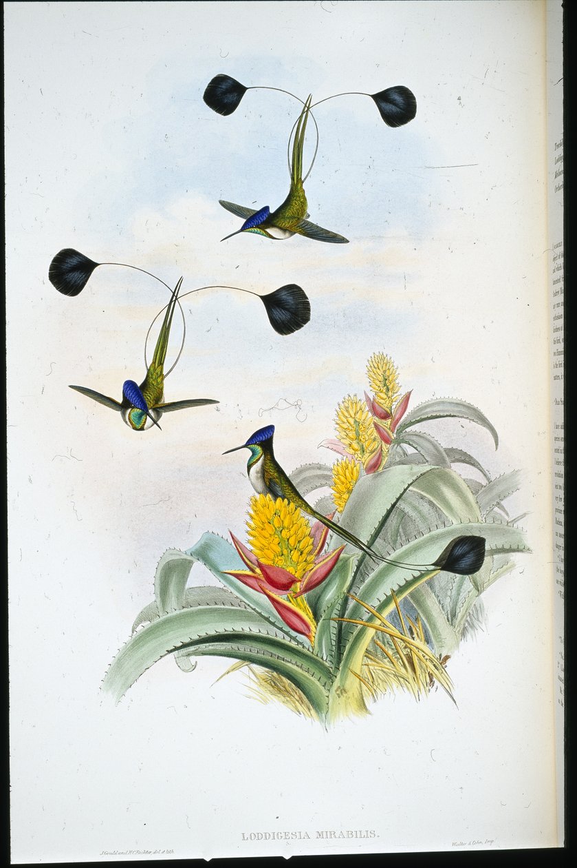 Beija-flor Maravilhoso (Loddigesia Mirabilis) (cor da mão) de John (after) Gould